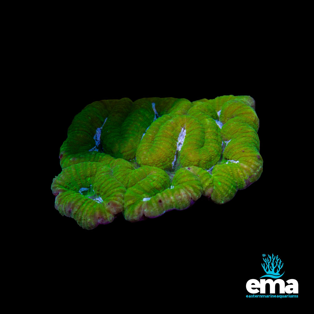Lime Green Lobophyllia