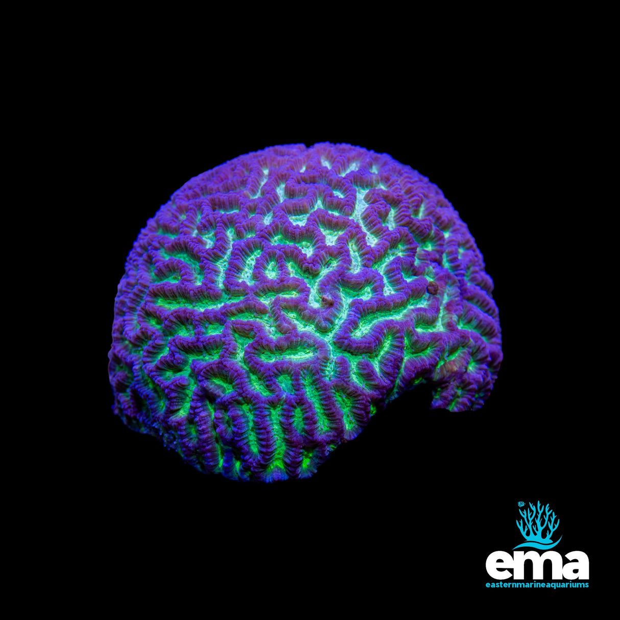 Purple & Green Platygyra