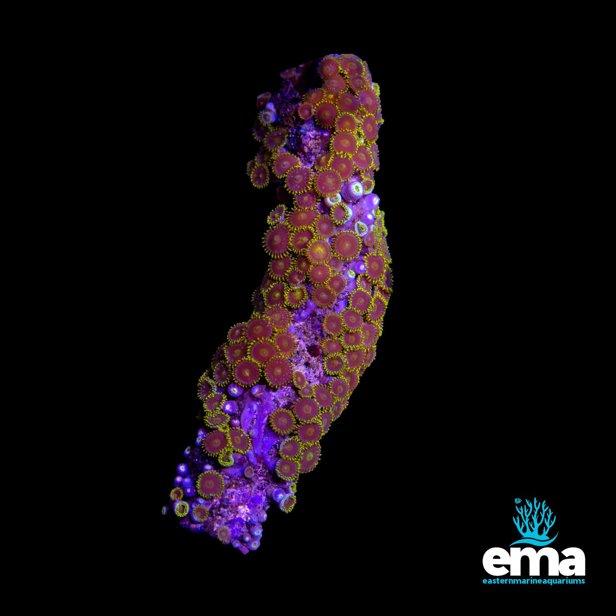 Zoanthid Colony