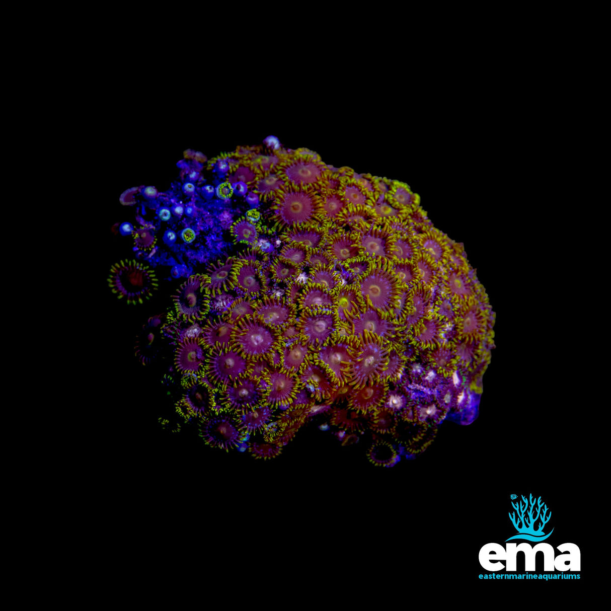Zoanthid Colony