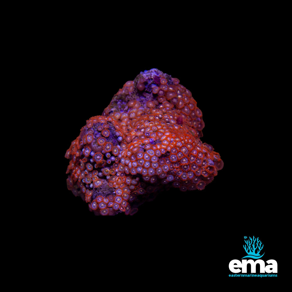 Zoanthid Colony