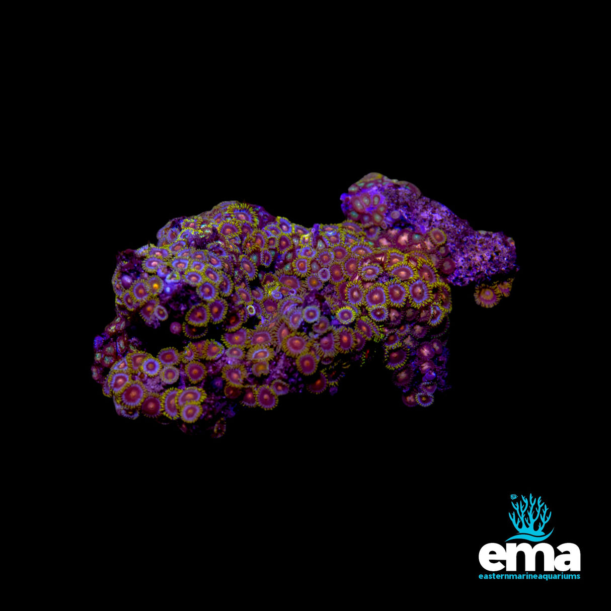 Zoanthid Colony