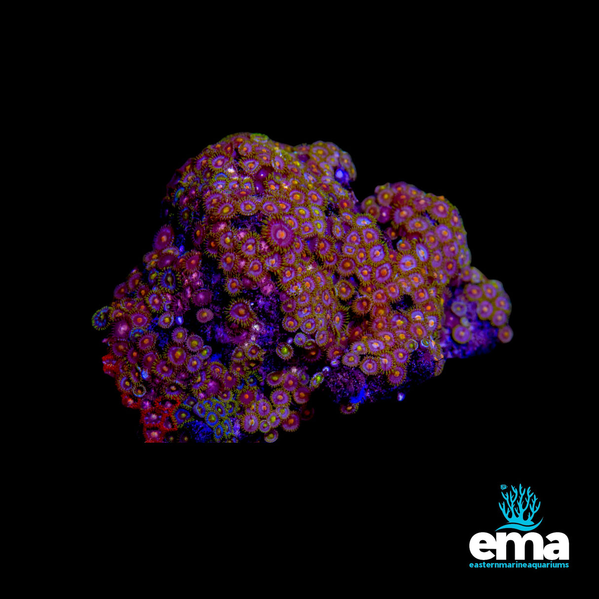 Zoanthid Colony