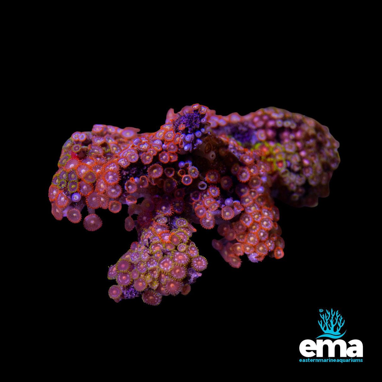 Zoanthid Colony