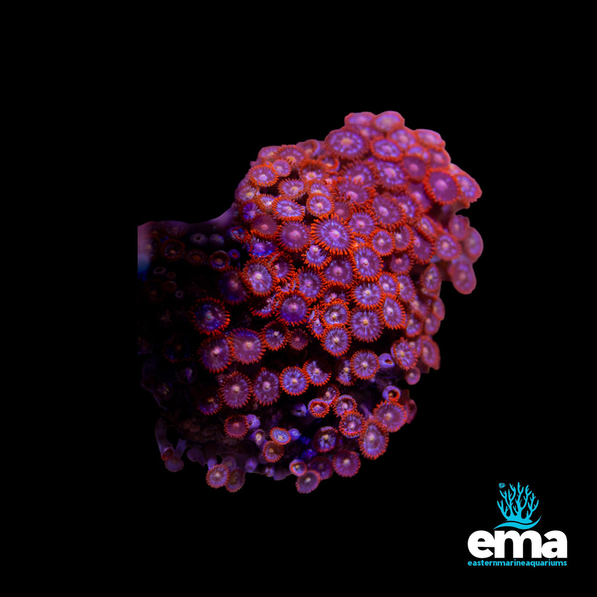 Zoanthid Colony