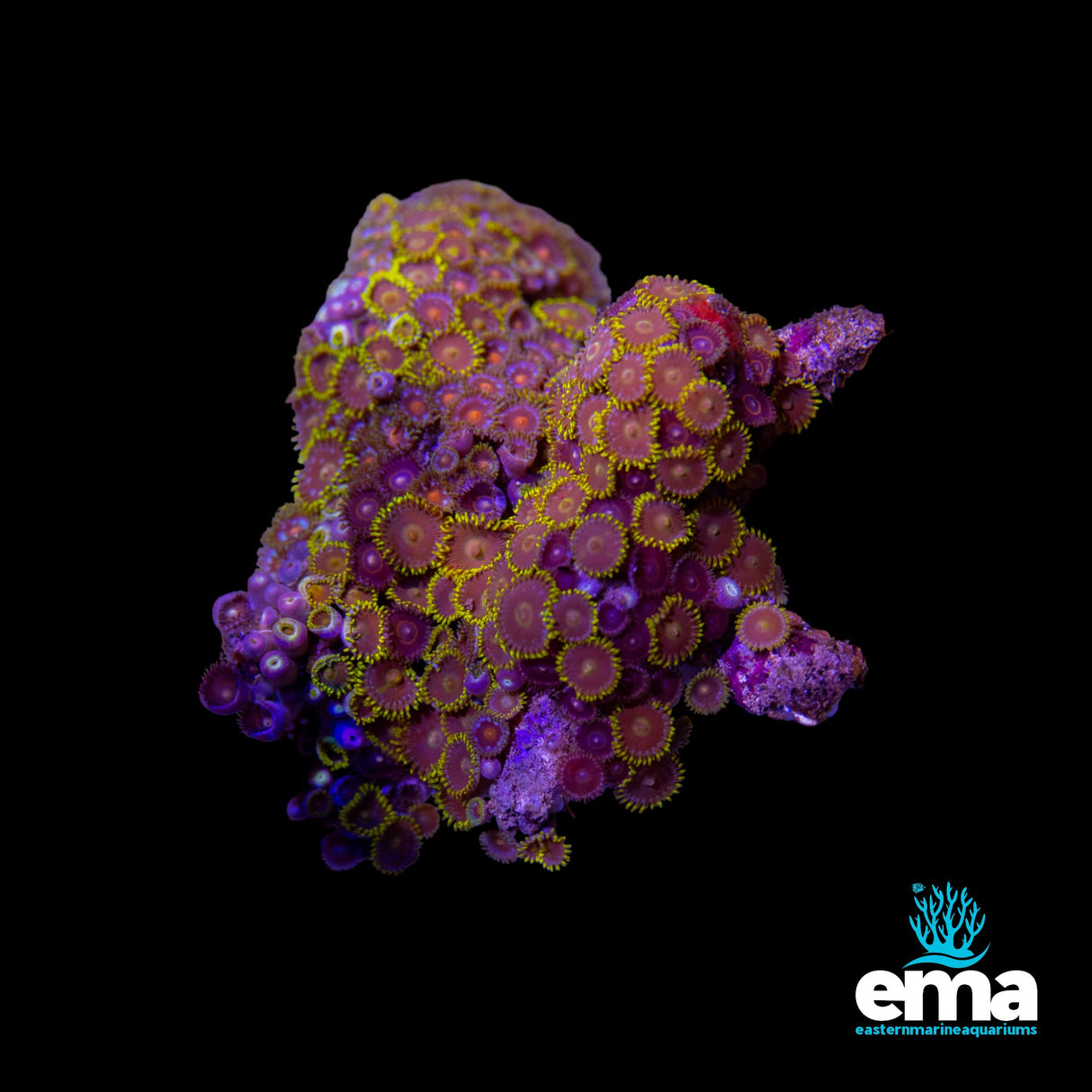 Zoanthid Colony
