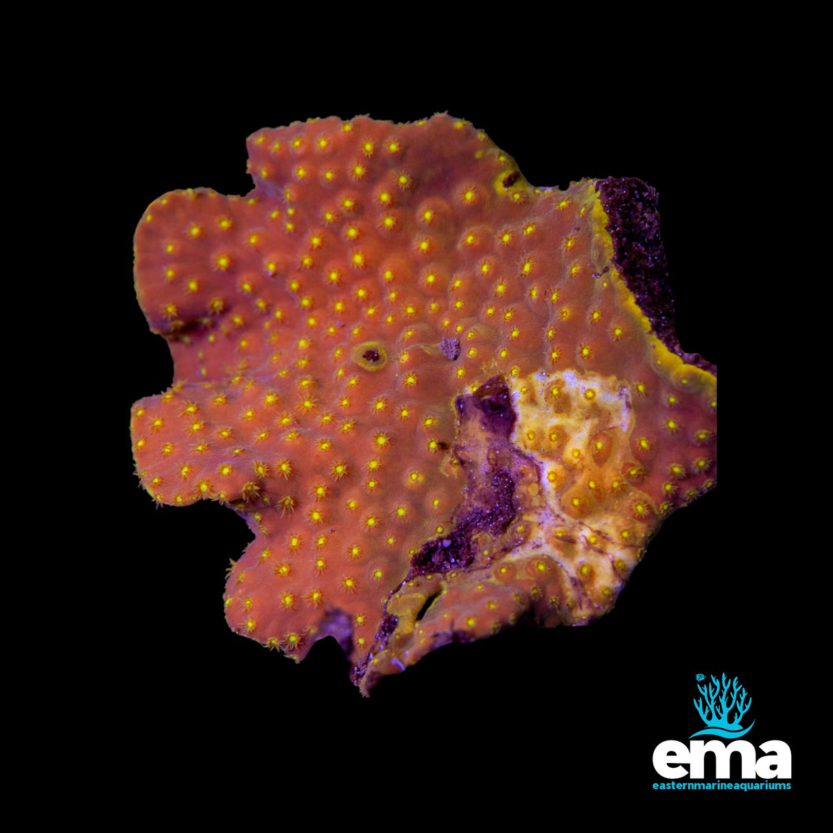 Turbinaria Cup Coral