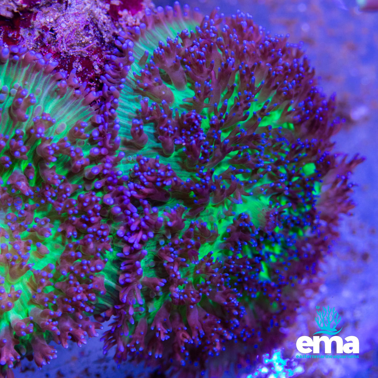 Mushroom Colony