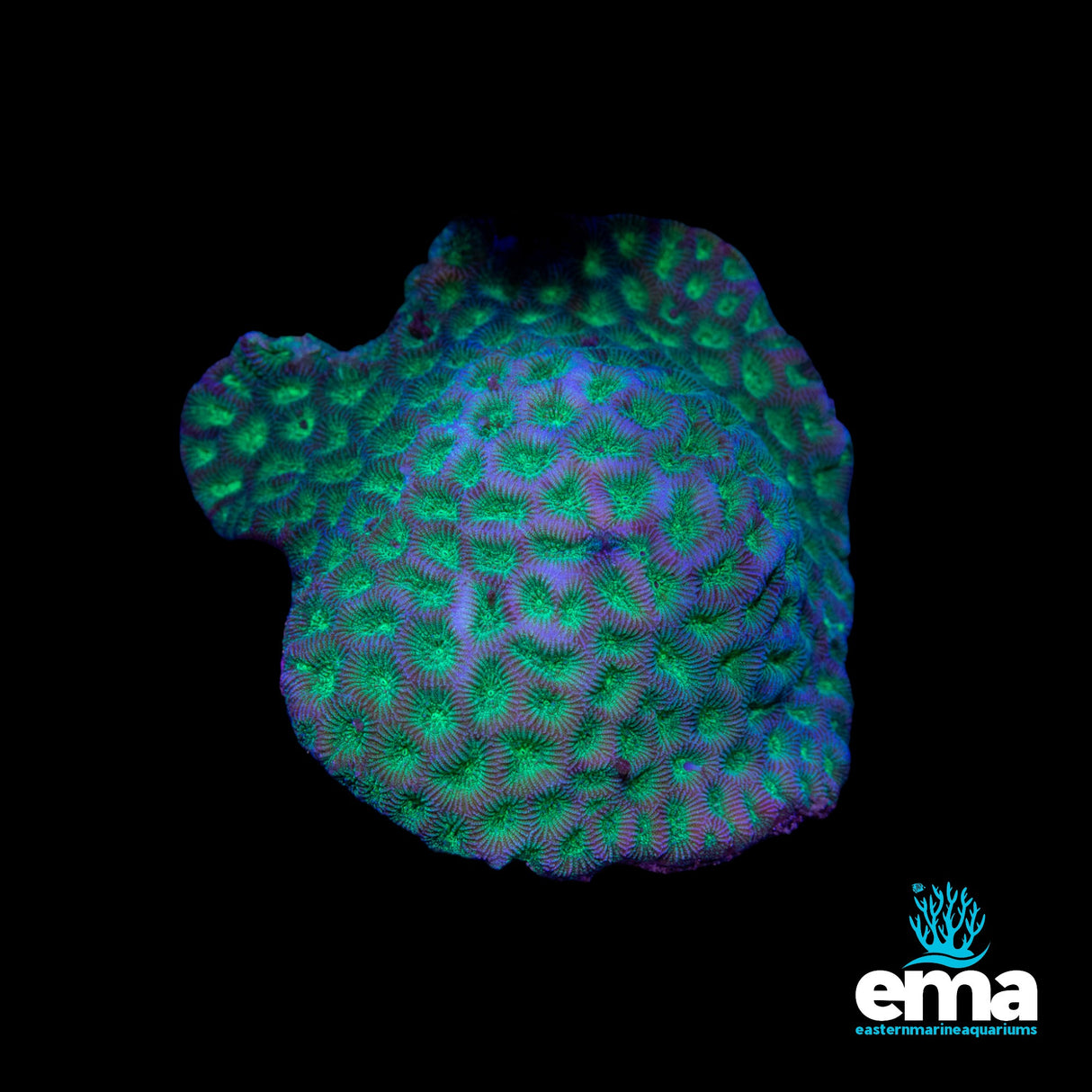 Toxic Green Maze Coral