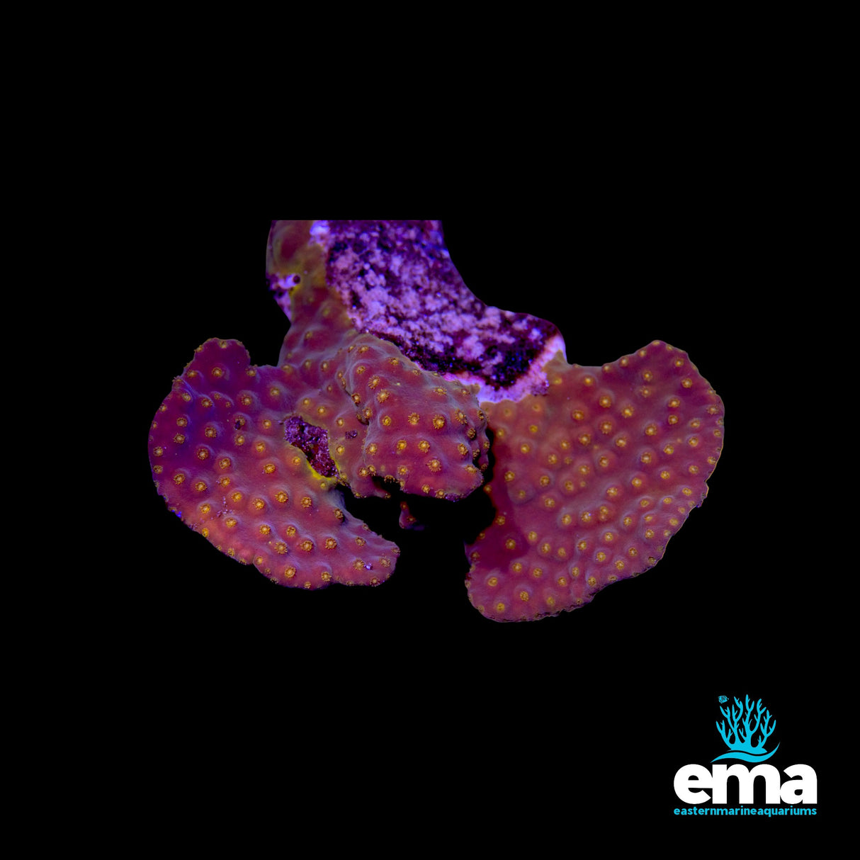 Turbinaria Cup Coral