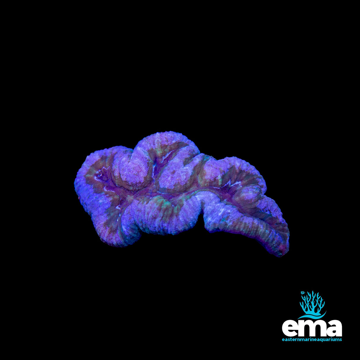 Lobophyllia