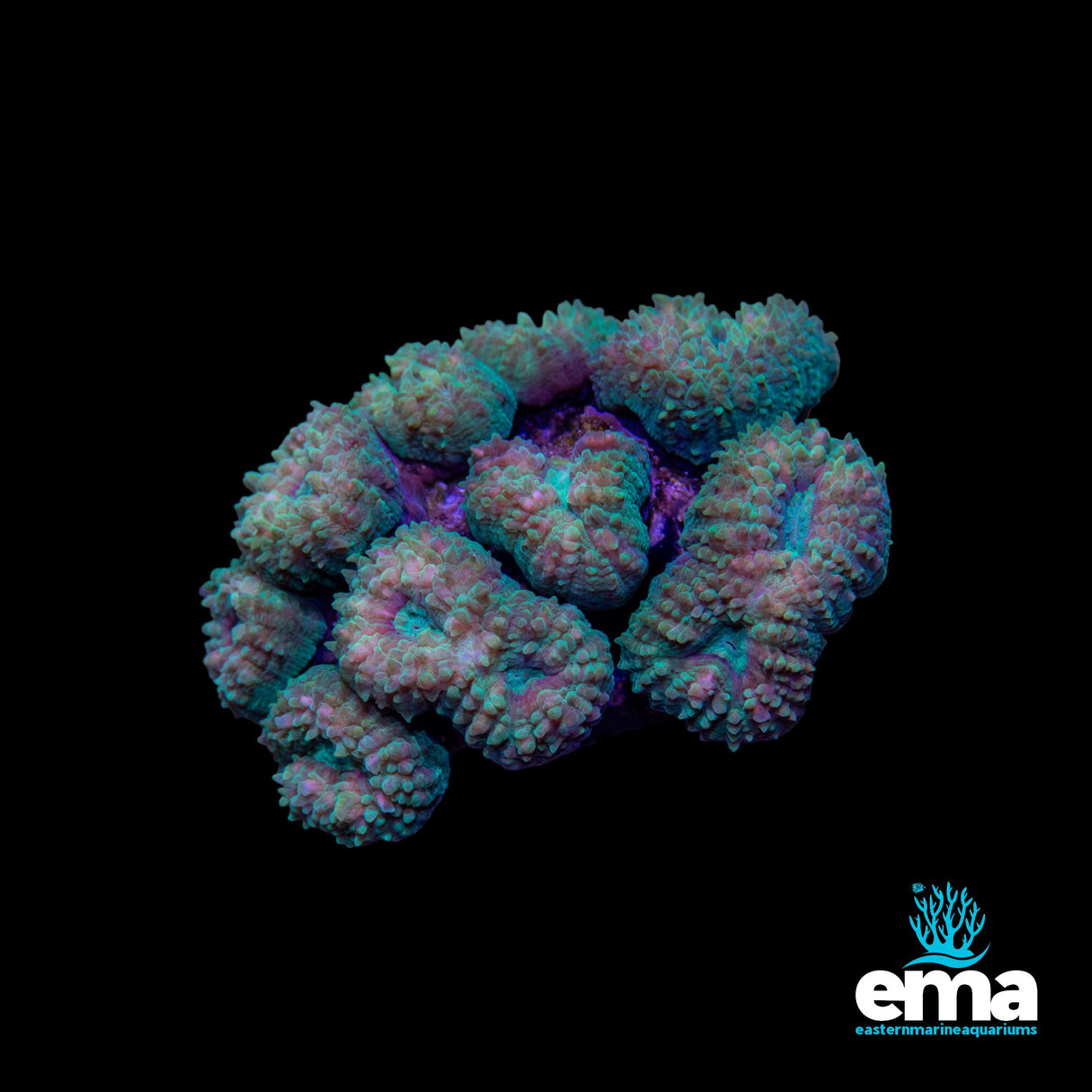 Lobophyllia