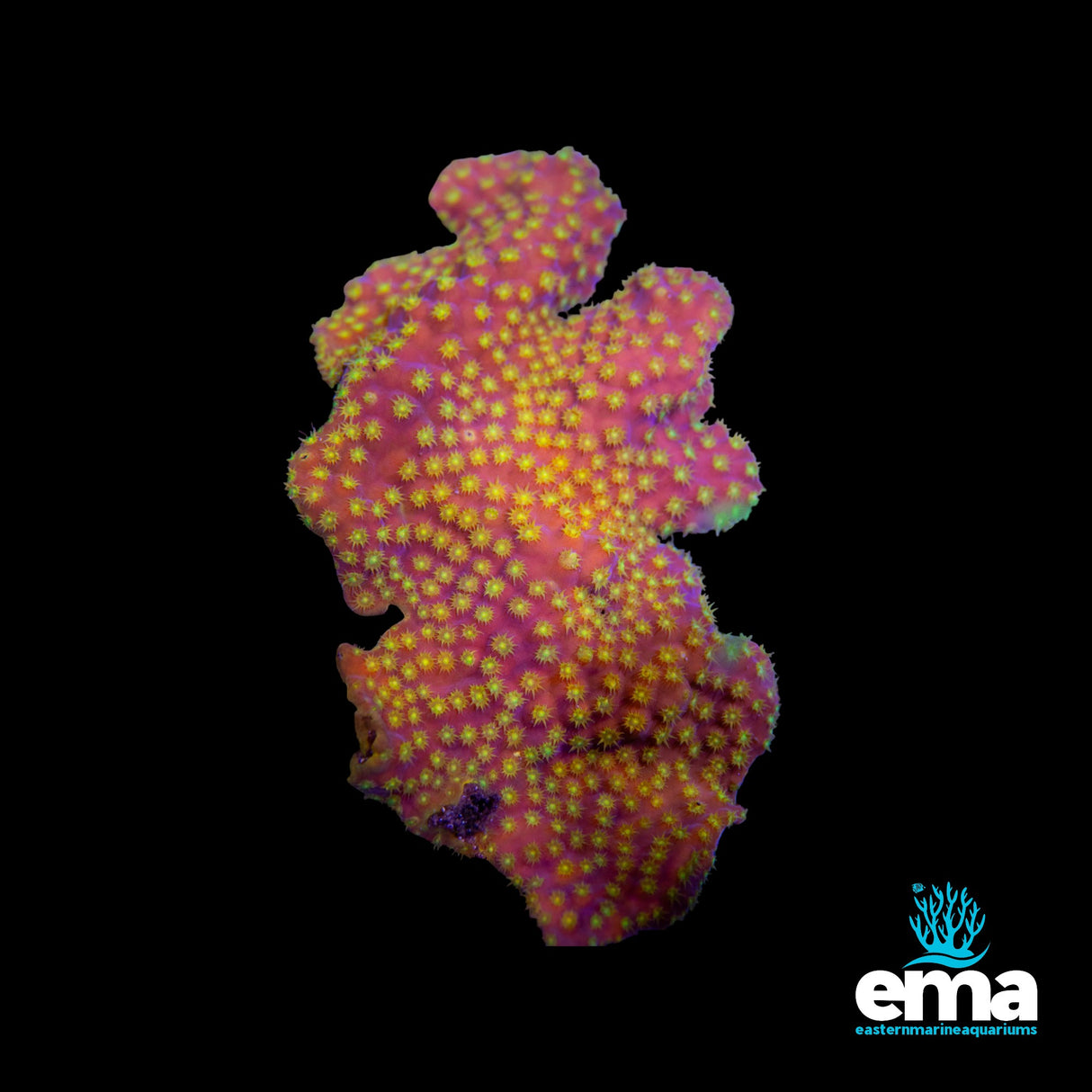 Turbinaria Cup Coral