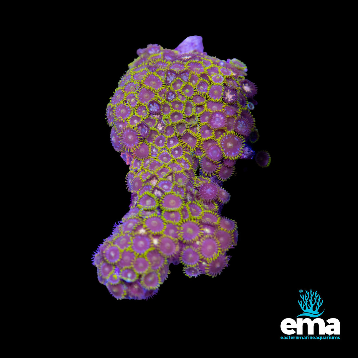 Zoanthid Colony