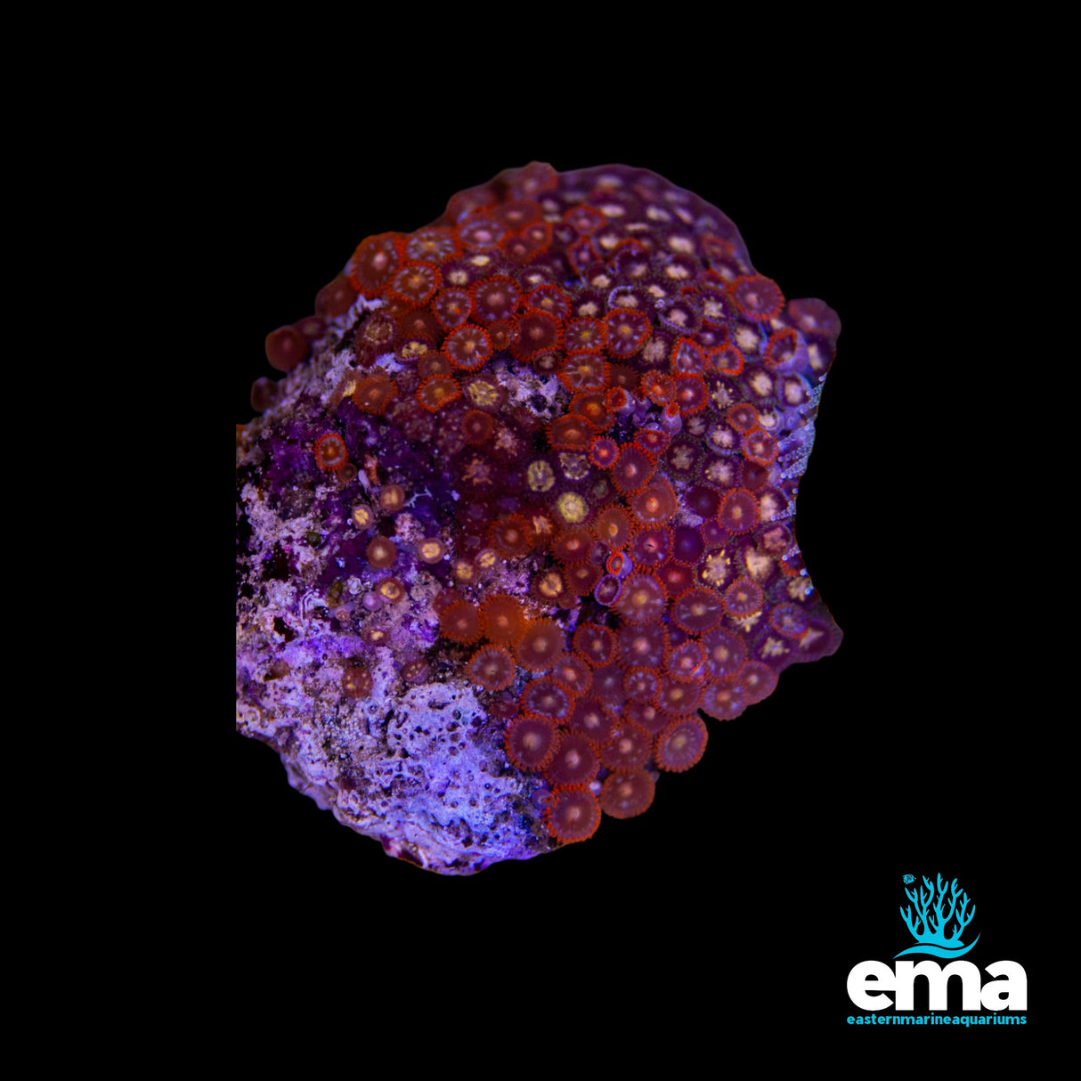 Zoanthid Colony