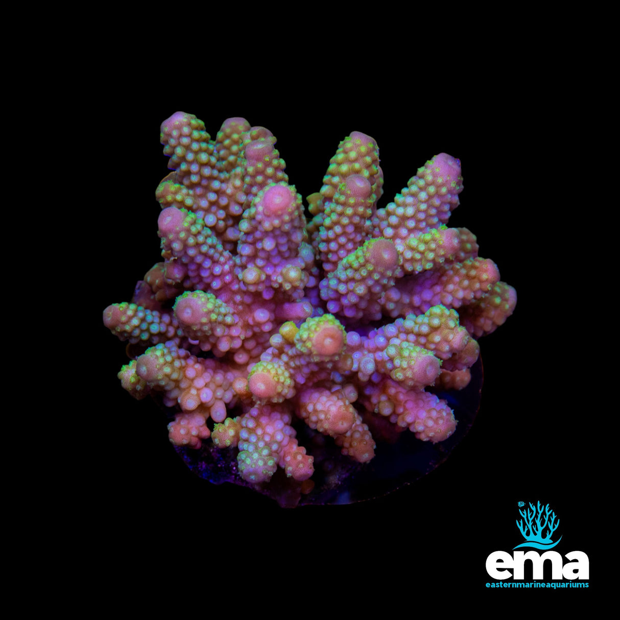 Acropora Colony