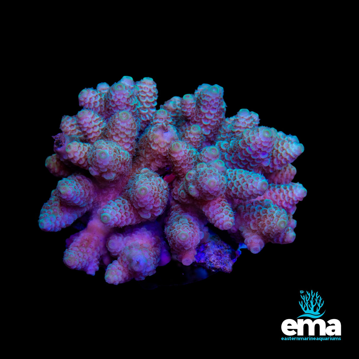 Acropora Colony