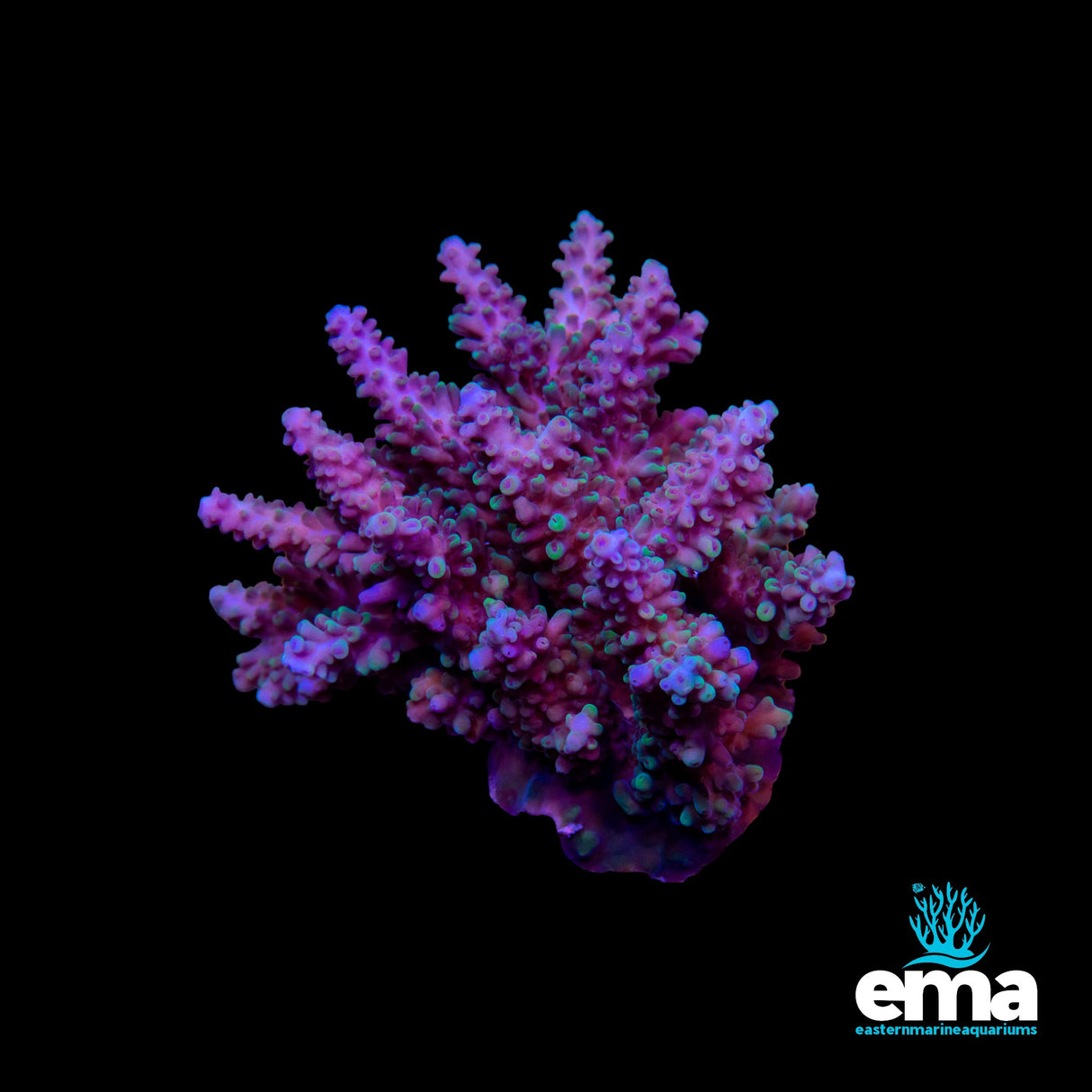 Acropora Colony