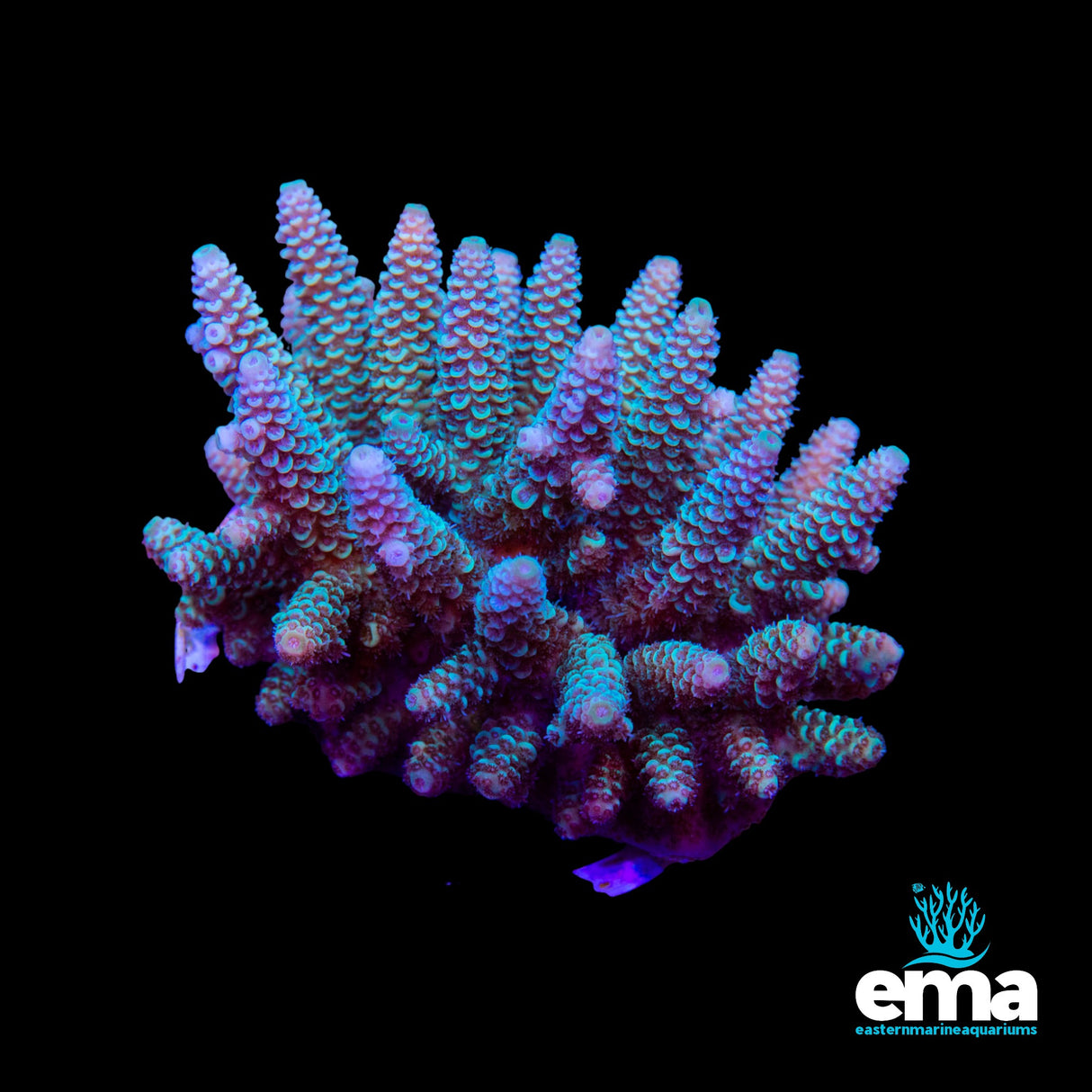 Acropora Colony