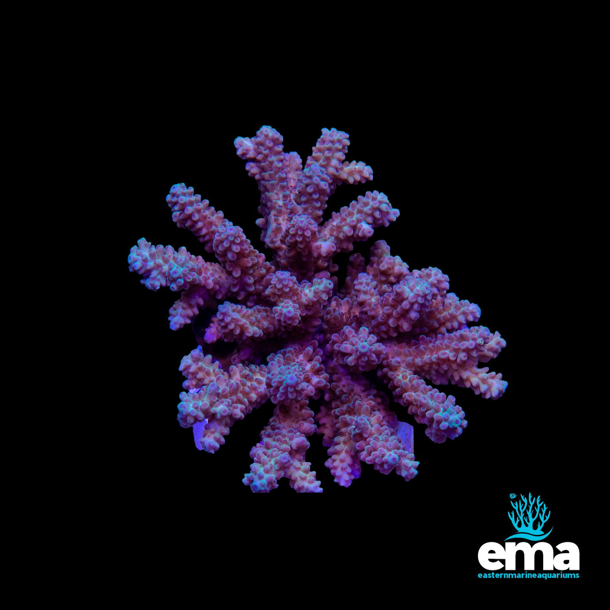 Acropora Colony