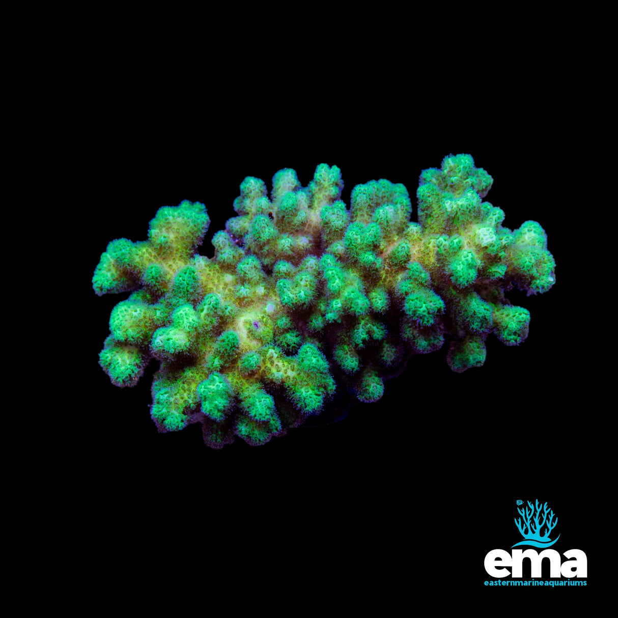 Acropora Colony