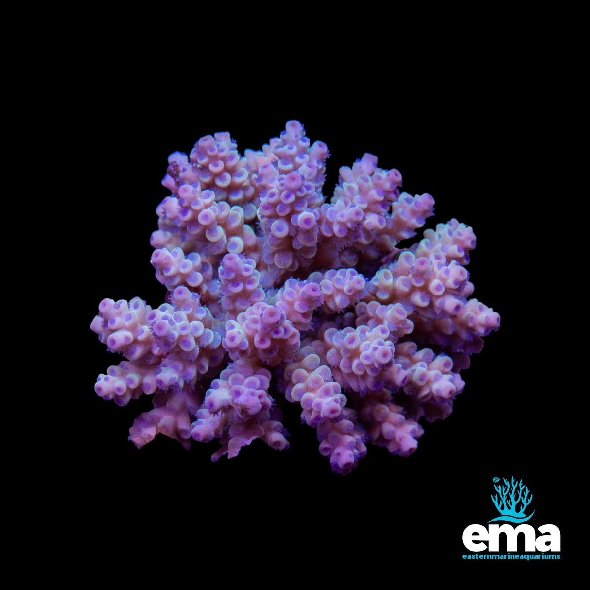Acropora Colony