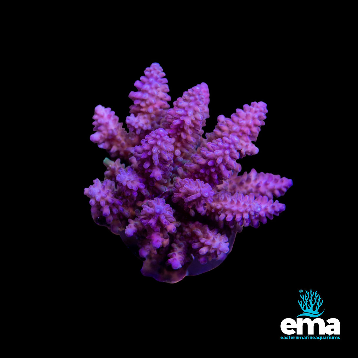 Acropora Colony