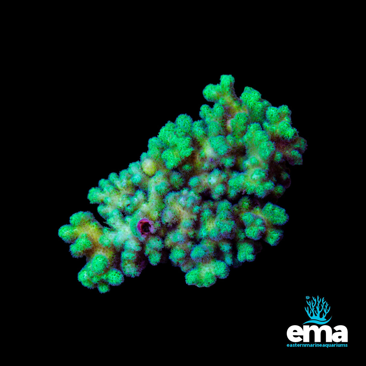 Acropora Colony