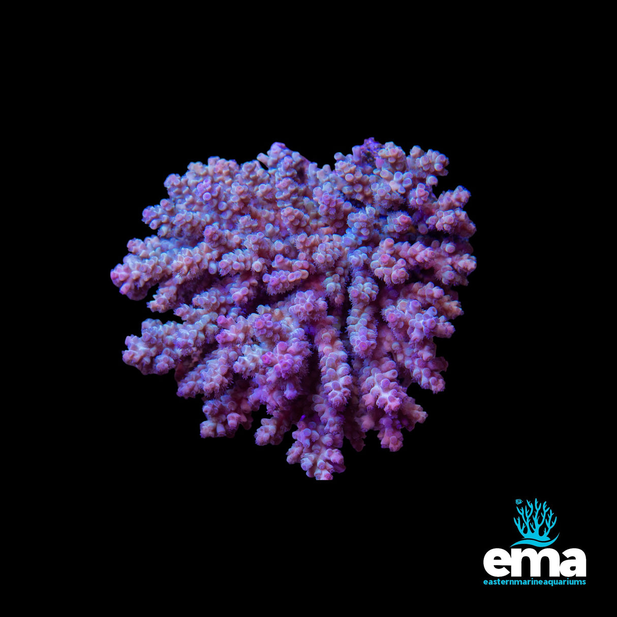 Acropora Colony