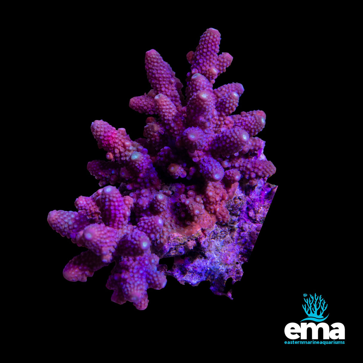 Acropora Colony