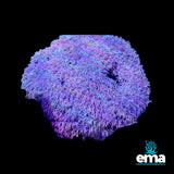 Pipe Organ Coral