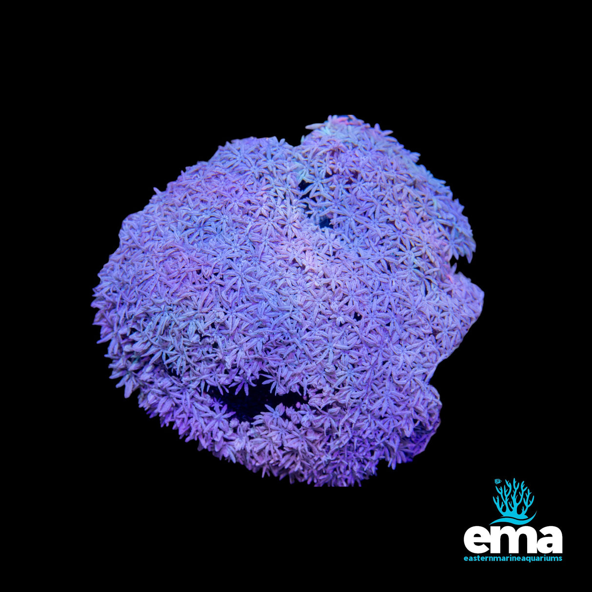 Pipe Organ Coral