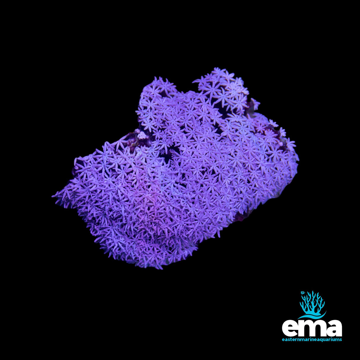 Pipe Organ Coral