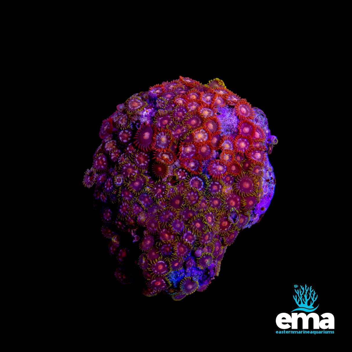 Zoanthid Colony