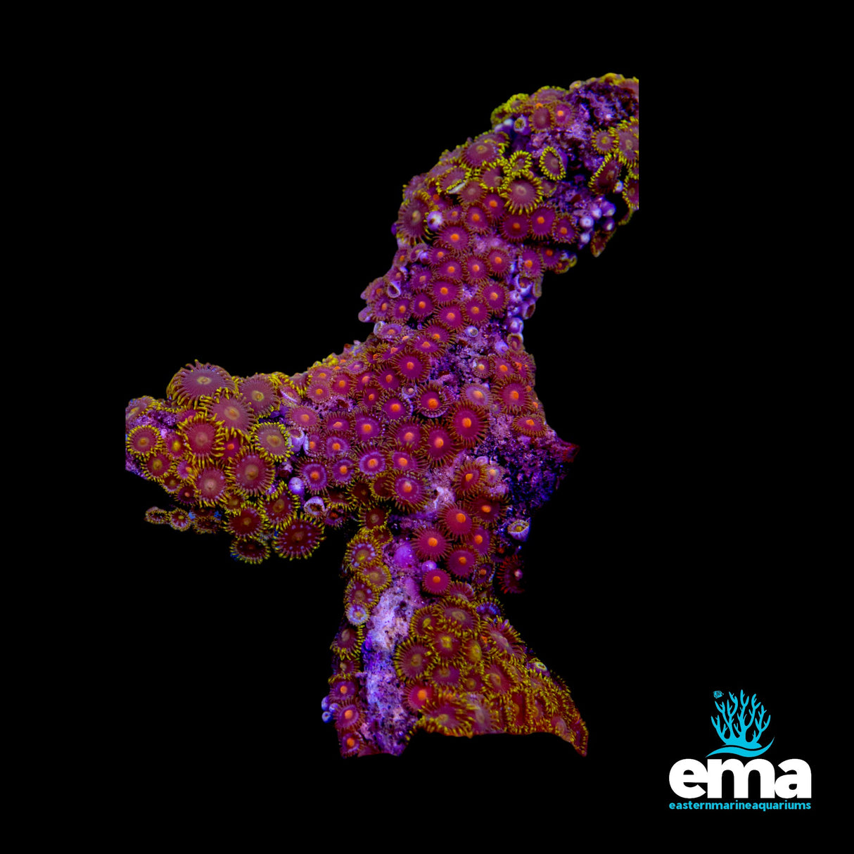 Zoanthid Colony