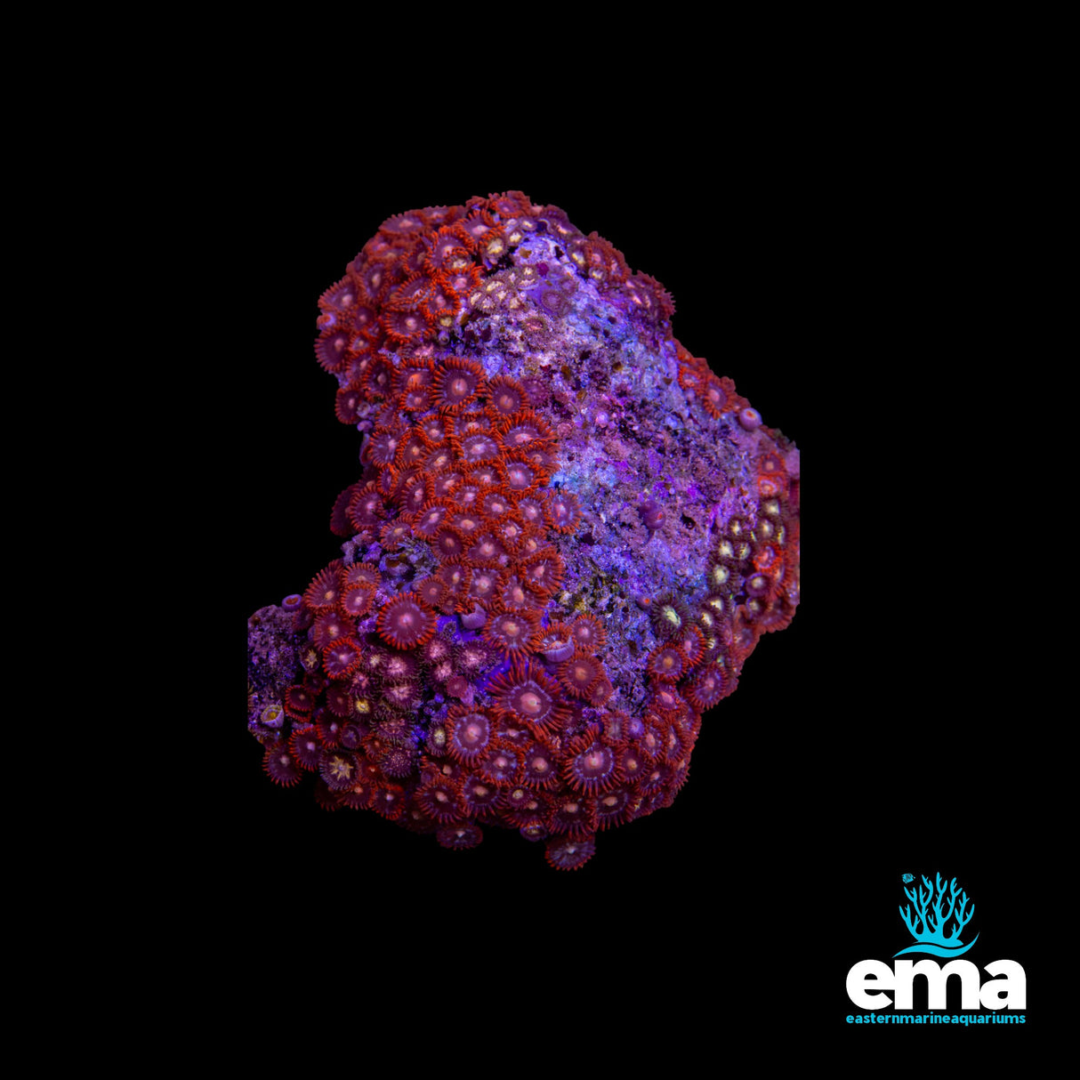 Zoanthid Colony