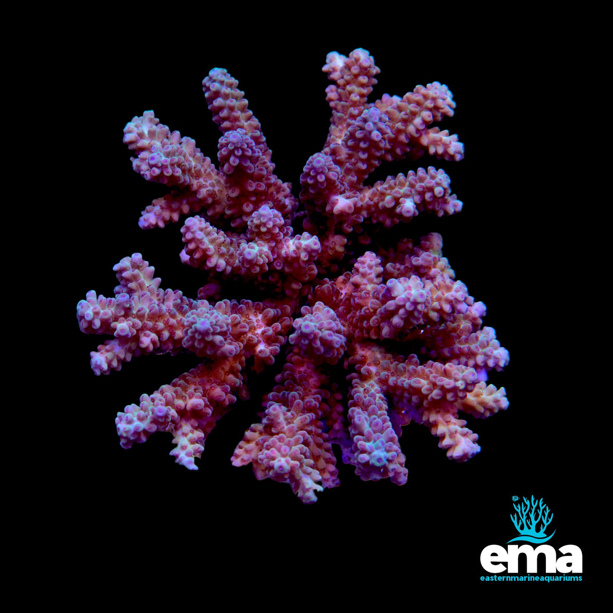 Acropora Colony