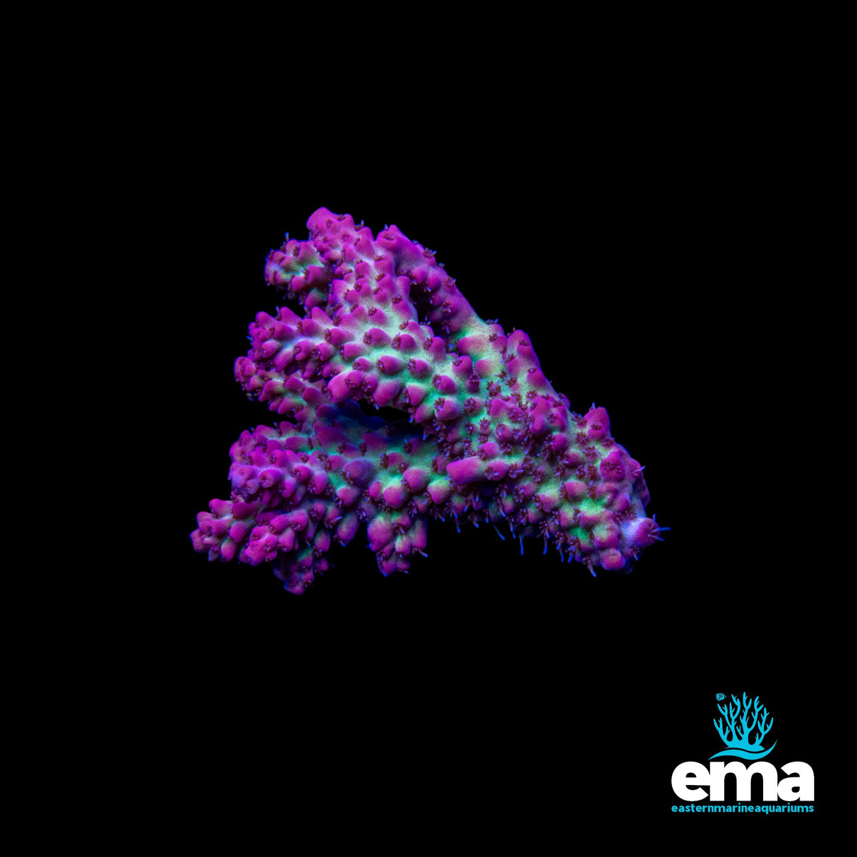 Strawberry Shortcake Acropora