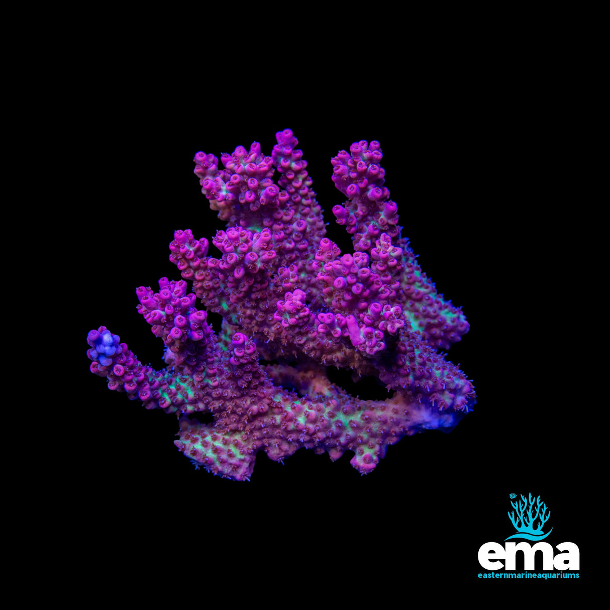 Strawberry Shortcake Acropora