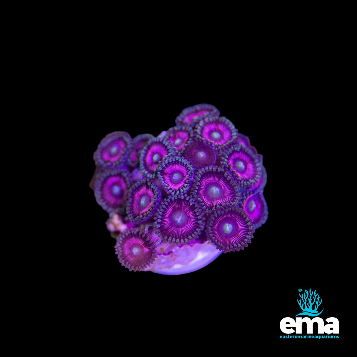 Zoanthid Fragment