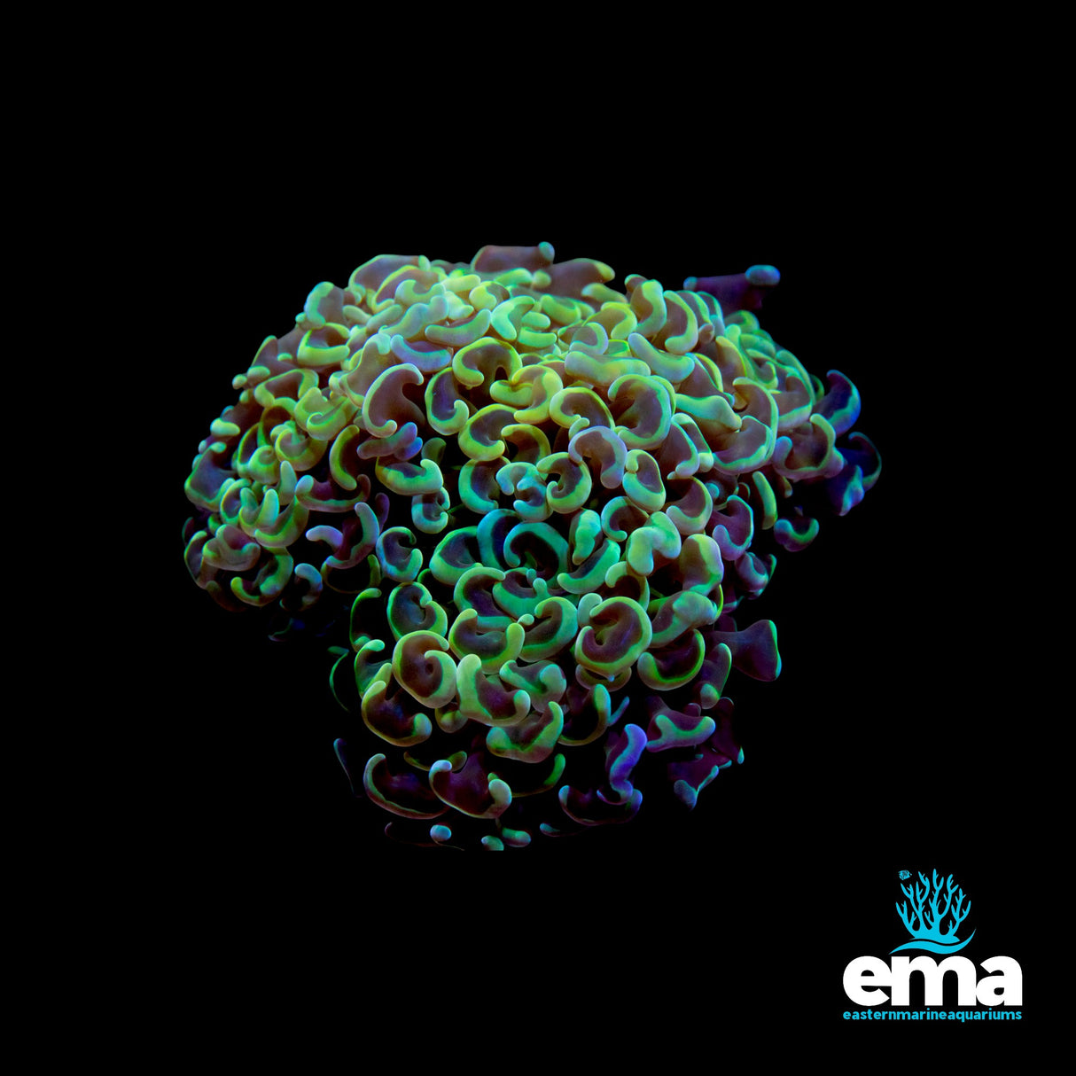 Rainbow Yellow Wall Hammer