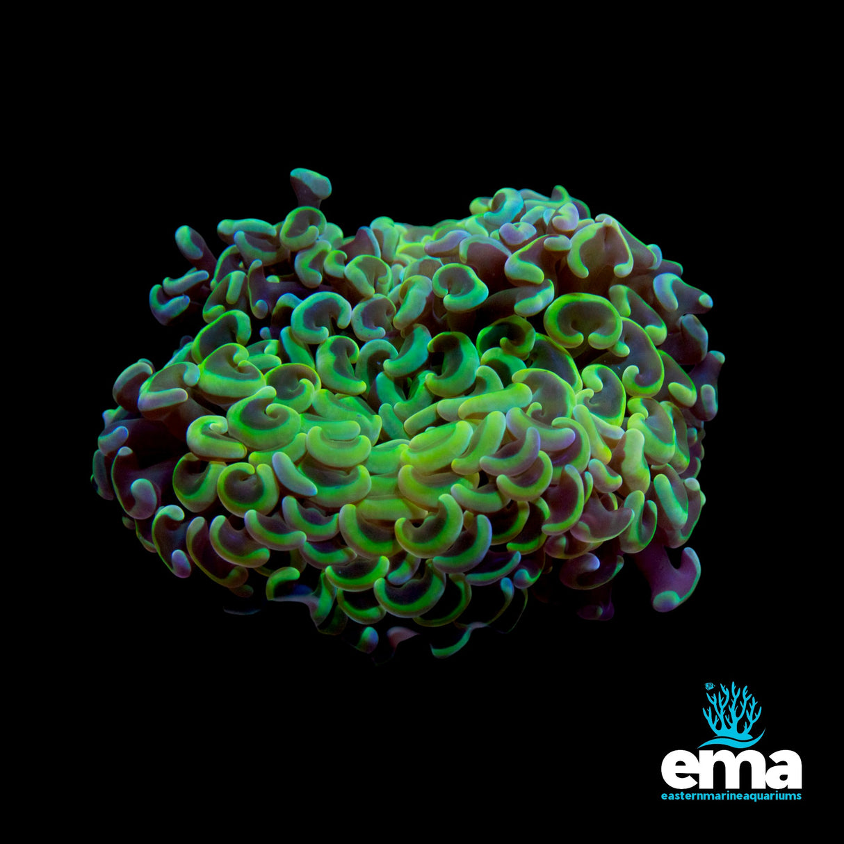 Rainbow Yellow Wall Hammer