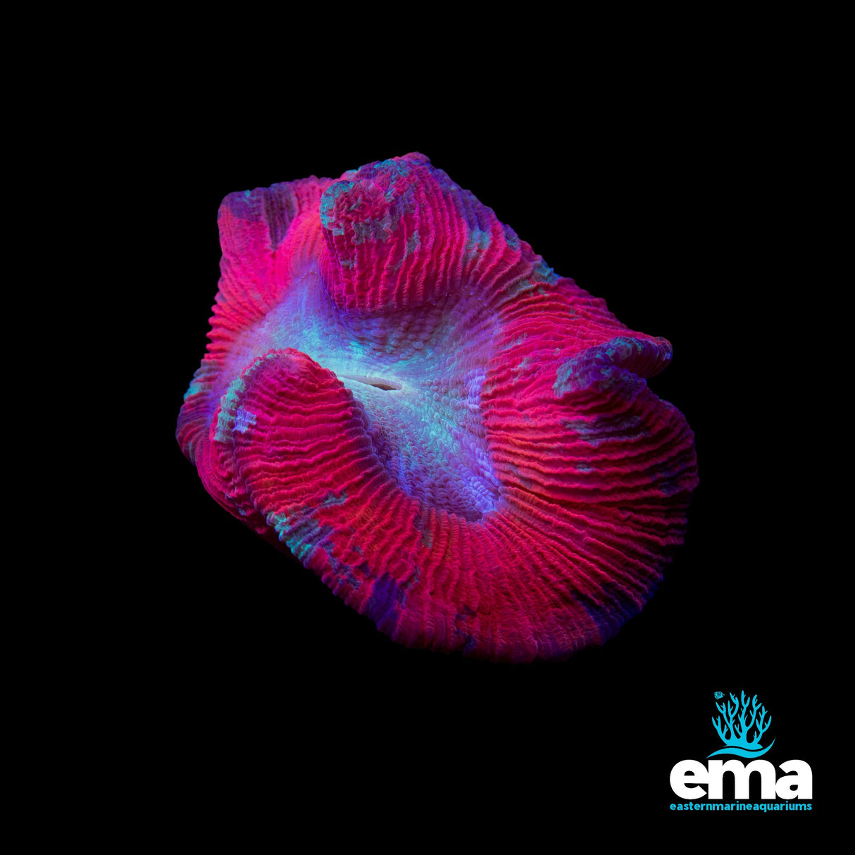 Red Trachyphyllia