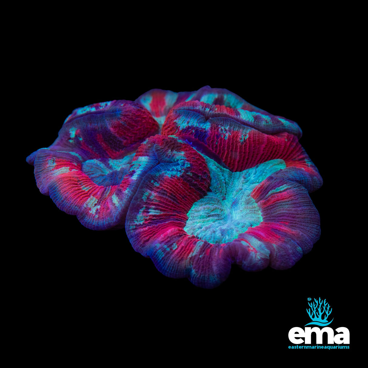 Multicolour Red & Teal Trachyphyllia