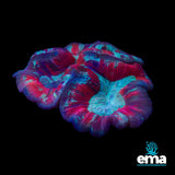 Multicolour Red & Teal Trachyphyllia