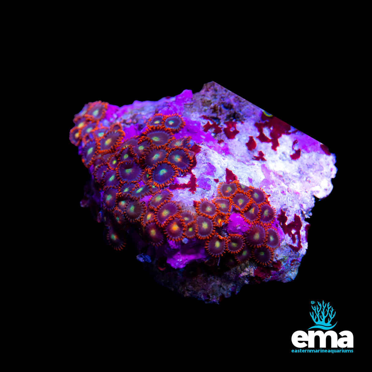 Zoanthid - Toxic Orange/Red