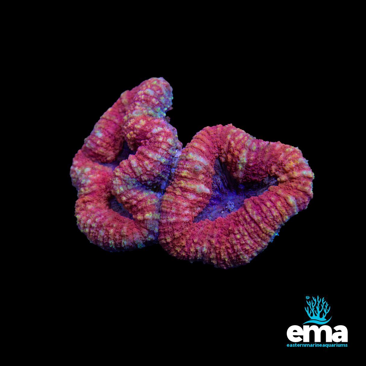 Toxic Orange Lobophyllia