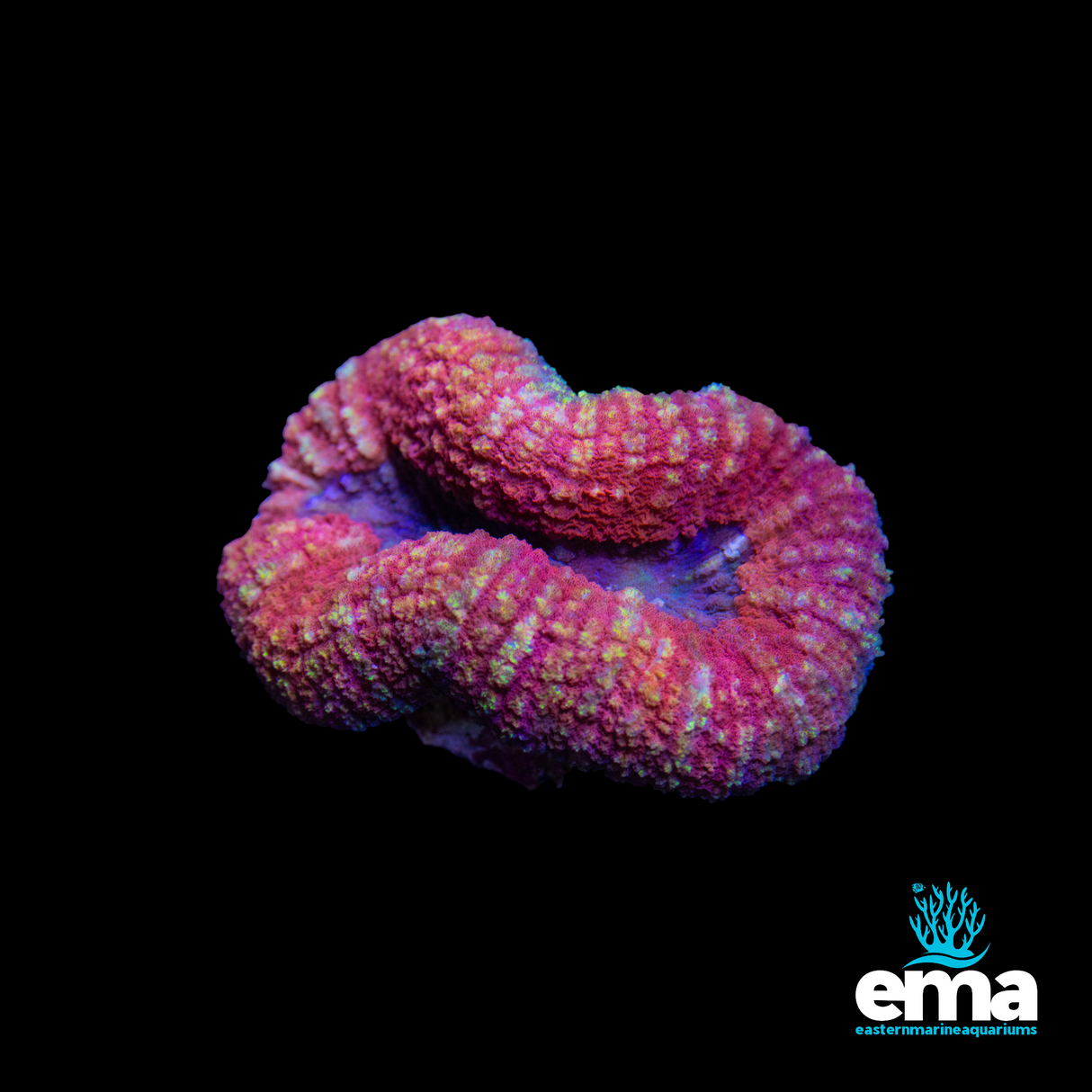 Toxic Orange Lobophyllia