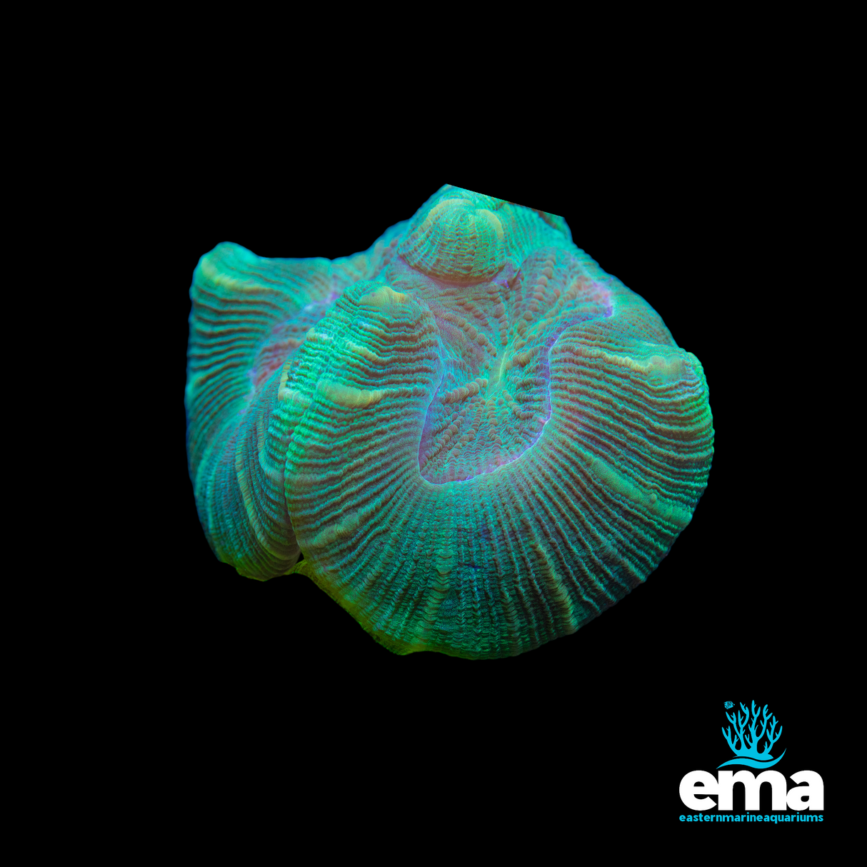 Green Flecked Trachyphyllia