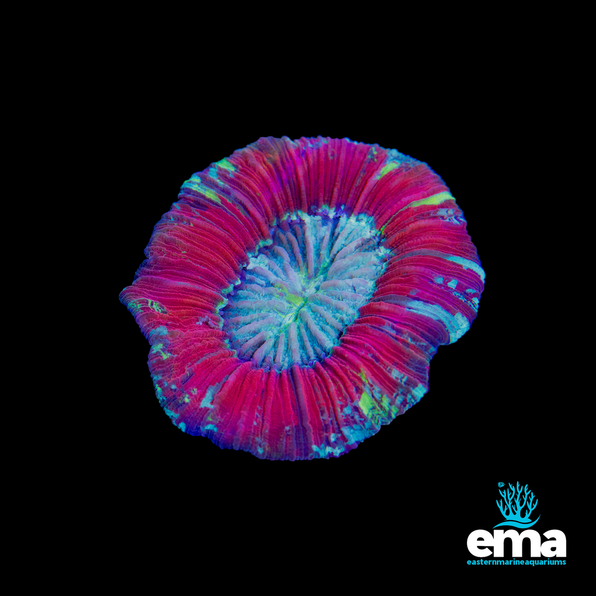 B Grade Rainbow Trachyphyllia sp.